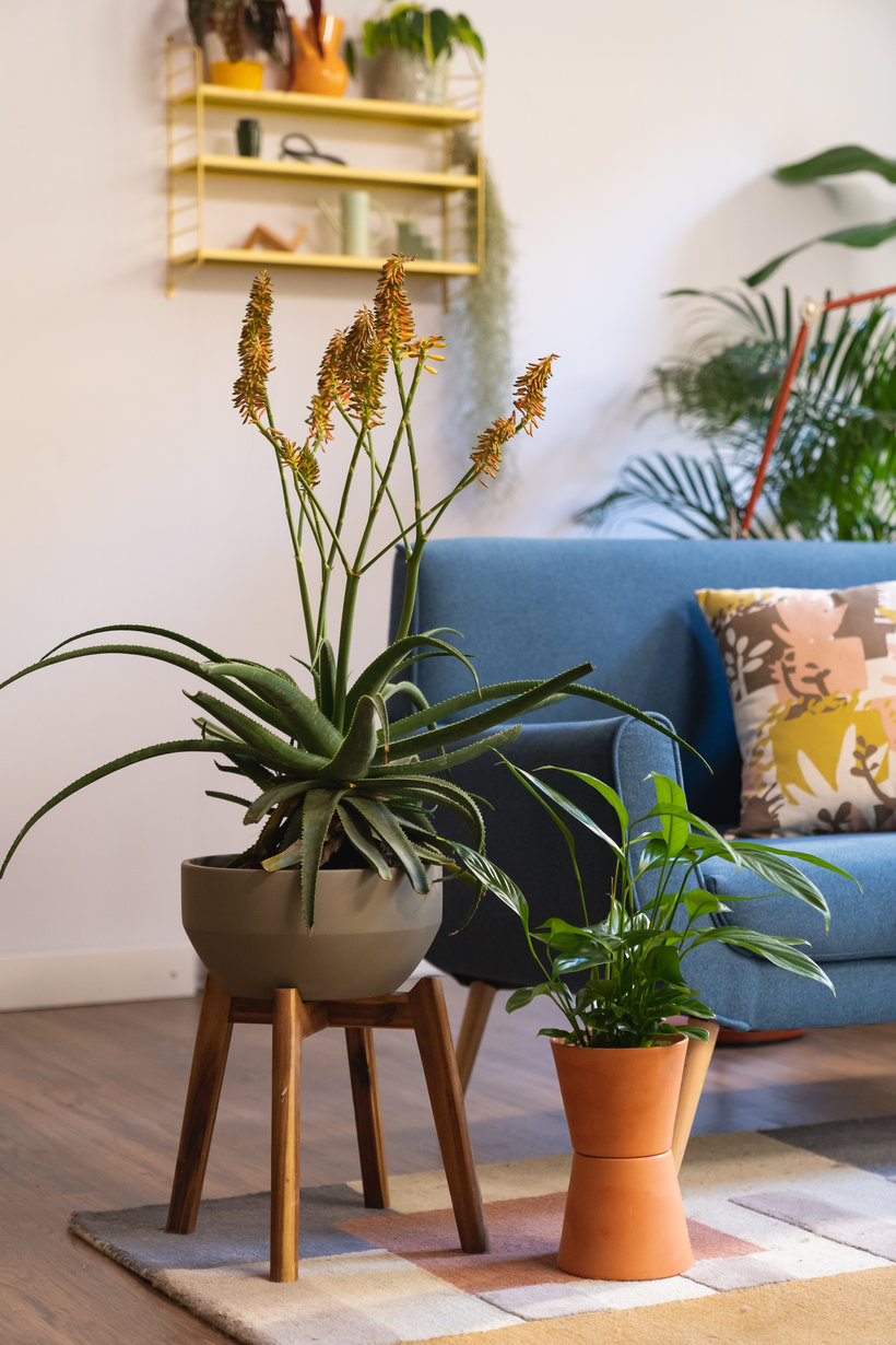 Decorar con plantas: acierta seguro con ideas de una decoradora, una  estilista, dos expertas en plantas y un exteriorista